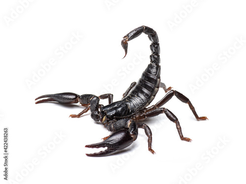 Black scorpion isolated on white background. photo