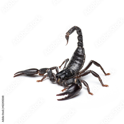 Black scorpion isolated on white background. photo
