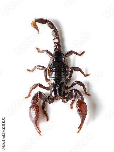 Red scorpion isolated on white background. © nuttapongg