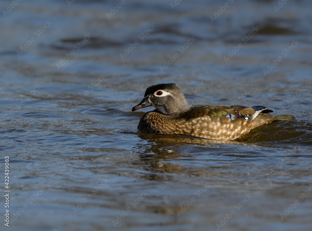 Fototapeta premium Female Wood Duck is swimming in River in Spring 