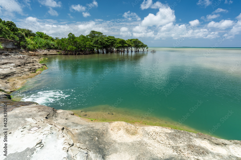 Obraz premium Omijya river meets the impressive emerald green sea, a natural pool surrounded by rocks, mangrove trees and blue sky. Iriomote Island.