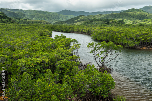 Mangrove at Goyoshi river, Iriomote island, Yaeyama, Okinawa, Japan.