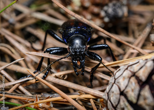 Close-up view of a black beetle making its way through dry needles on the ground