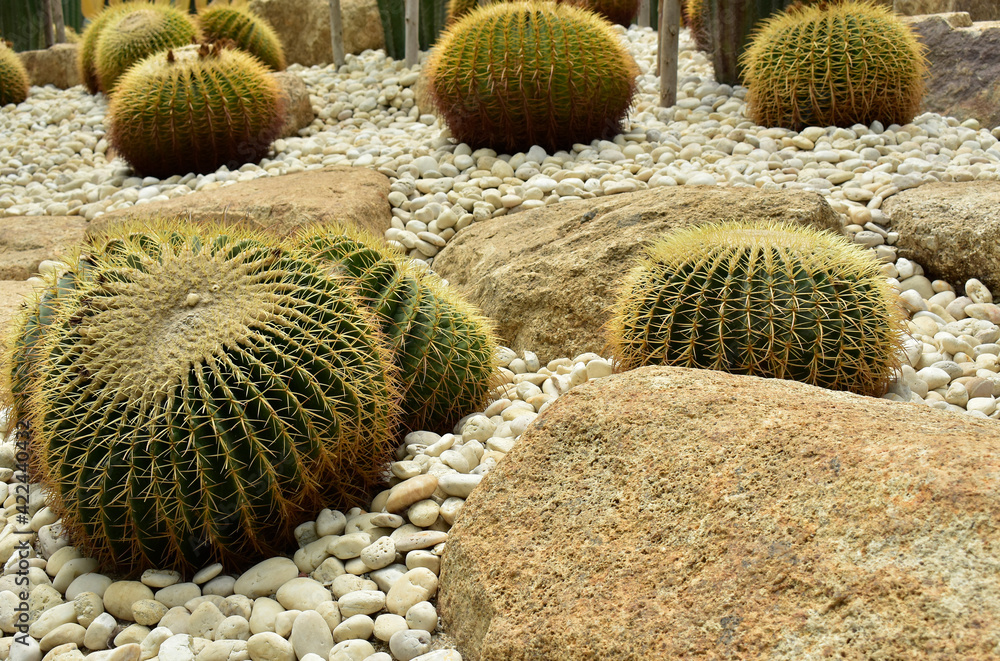 Cactus With spikes, but beautiful in the garden