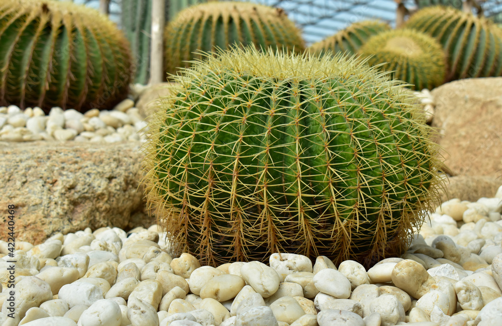 Cactus With spikes, but beautiful in the garden Cactus With spikes, but beautiful in the garden