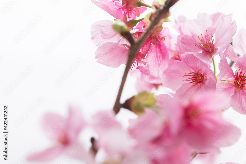 桜 陽光桜 桜 陽光桜