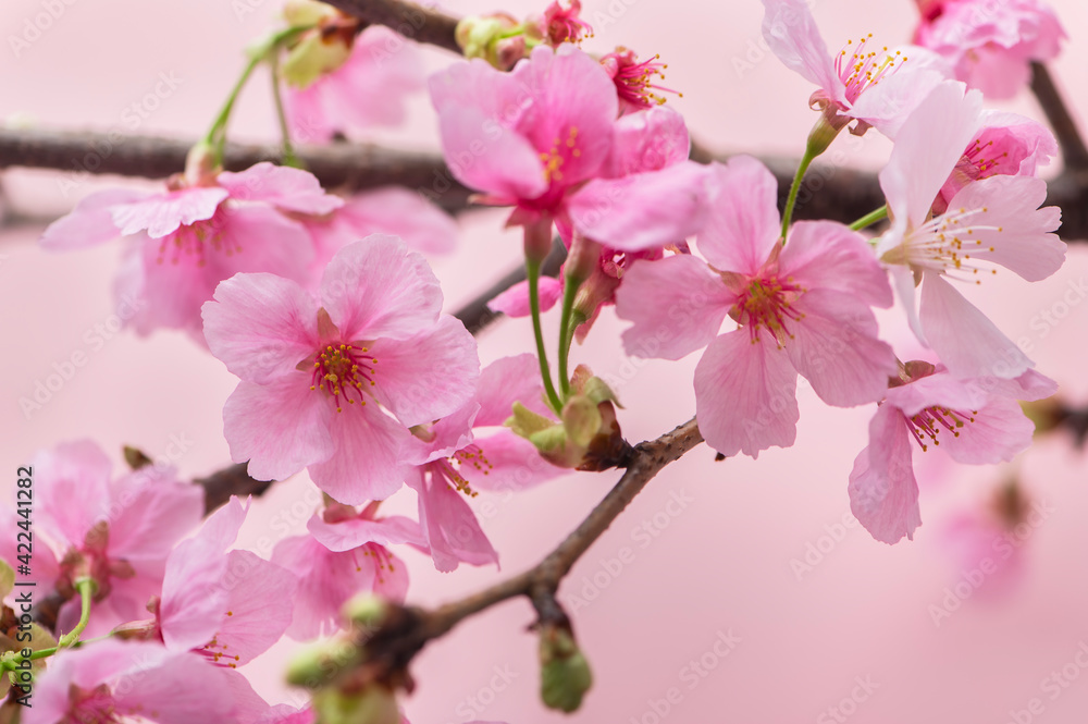 桜 陽光桜 桜 陽光桜