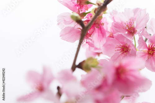 桜 陽光桜