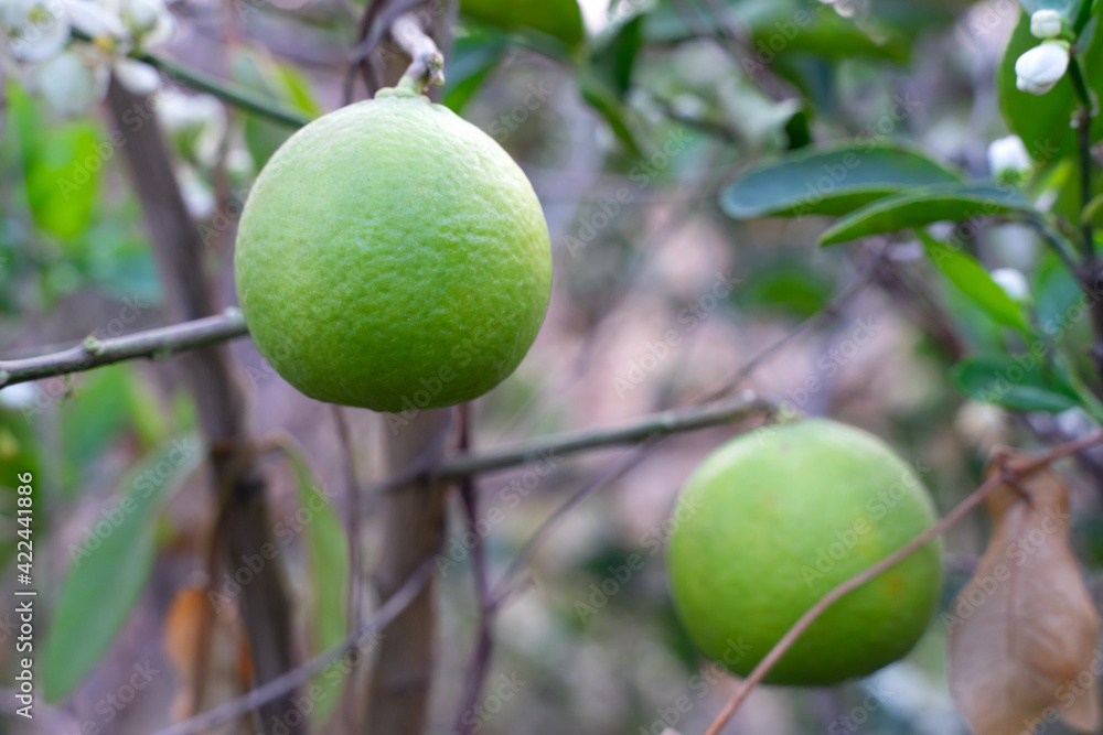 Close-up of lemon in the garden