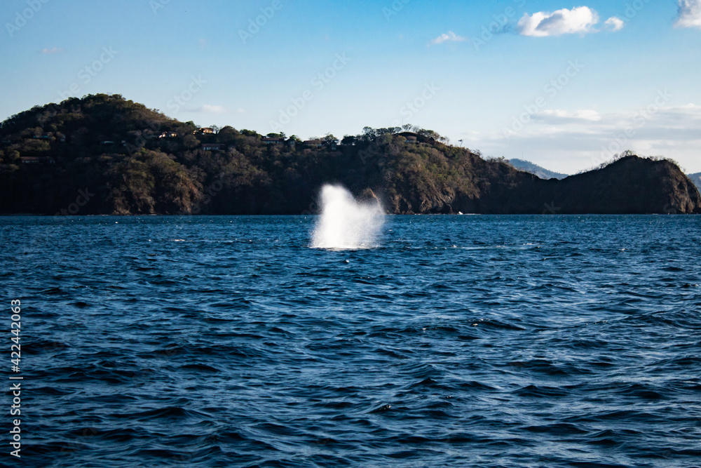 Humpback Whale Humpback Whale