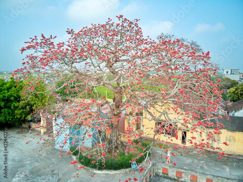 THAIBINH, VIETNAM - 14 MAR, 2021: Bombax blossoms over an ancient temple. This temple is in warship for some ancient angel King in history of Vietnam. photo