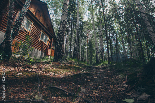 summer wooden house in a birch grove. camping in the woods. tourist base for travelers recreation. eco-friendly construction