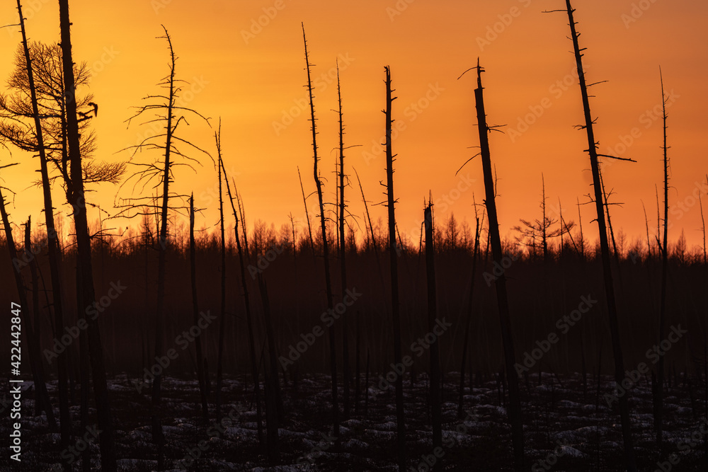 Burnt pine trunks after a forest fire Sunny sunset, evening in the burnt forest. Burnt pine trunks after a forest fire Sunny sunset, evening in the burnt forest.