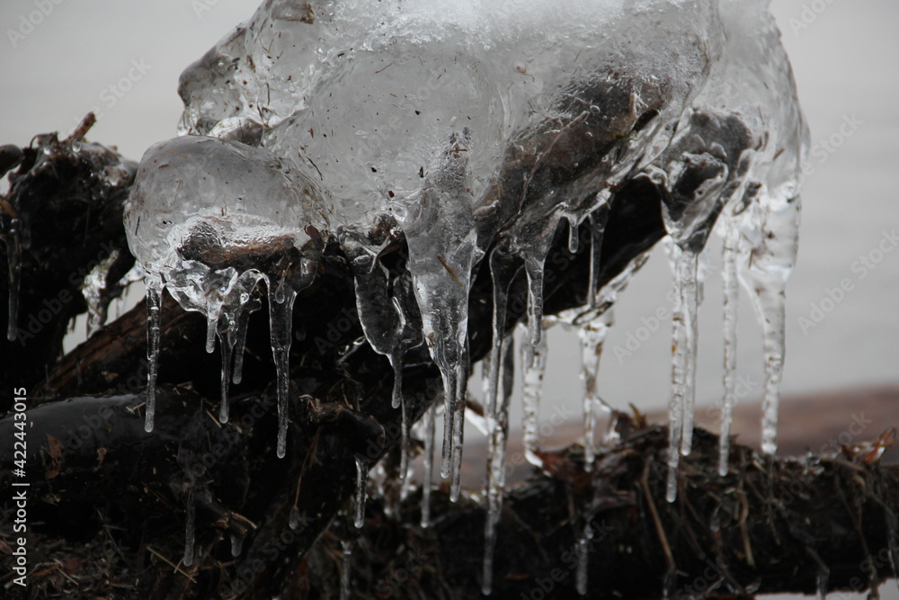 icicles on a tree by the shore icicles on a tree by the shore