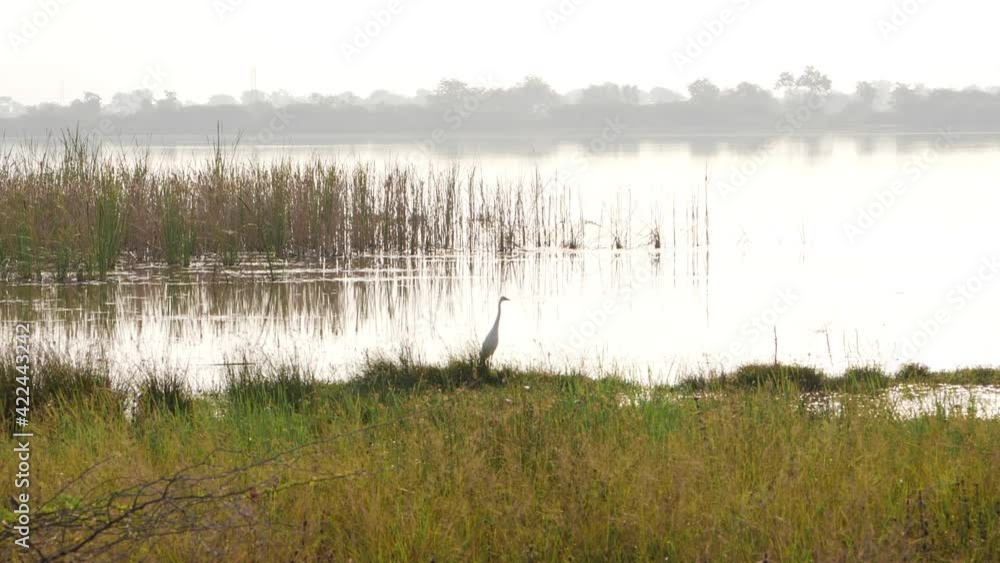Horizontal view of marsh water lake, Water lake footage Horizontal view of marsh water lake, Water lake footage