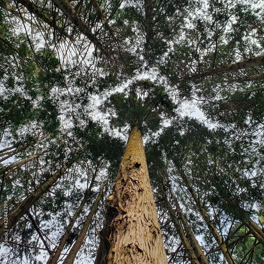 Fototapeta premium trees in the forest