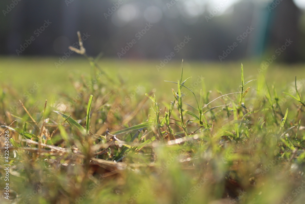 grass on field