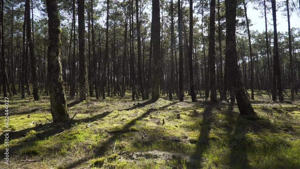 4K time lapse of the pine tree shadows in the middle of the forest.60fps. 4K time lapse of the pine tree shadows in the middle of the forest.60fps.