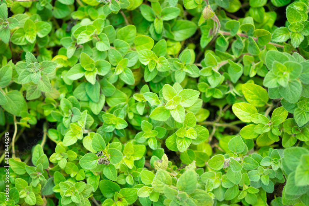 Fresh oregano in the garden.herb in nature.Herbs are used as food. Fresh oregano in the garden.herb in nature.Herbs are used as food.