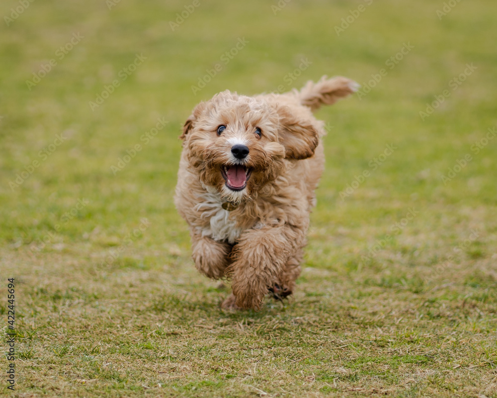 Puppy in the grass