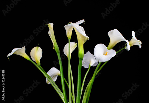 Calla lily Bunch Isolated Against a Black Background CloseUp