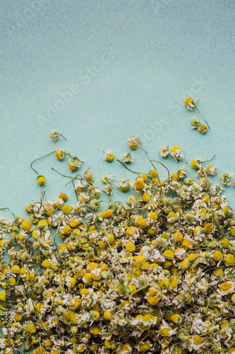 Closeup camomile flowers used to make tea have a sleep-inducing effect.