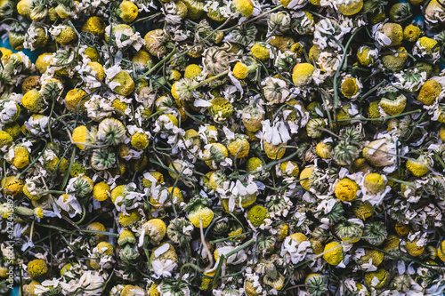 Closeup camomile flowers used to make tea have a sleep-inducing effect.