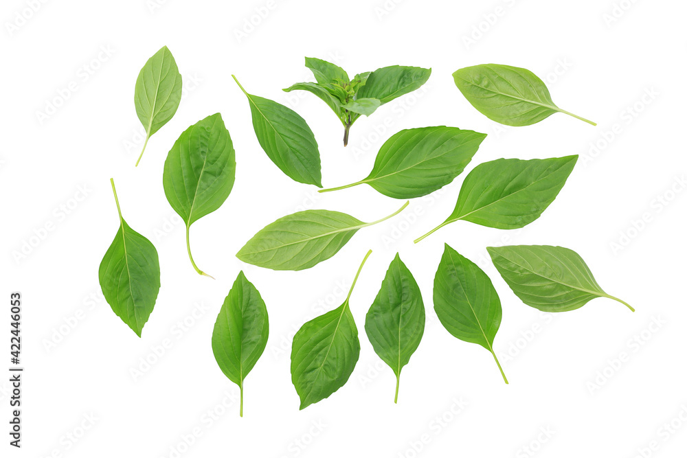Thai basil leaves isolated on white background - Top view and clipping path