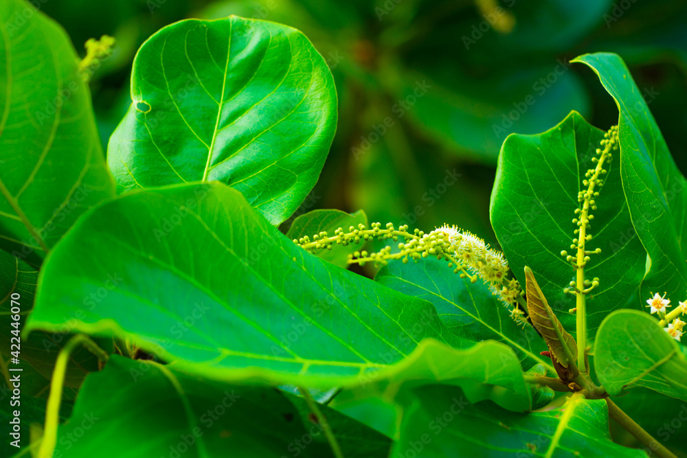 fern leaf with dew drops