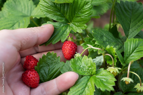 Woman's hand holds a ripe wild strawberries
