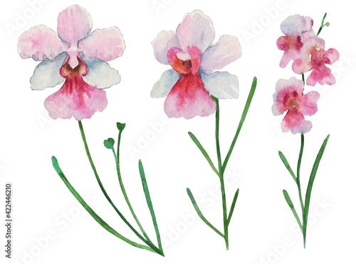 Set of watercolor painted orchid Vanda miss Joaquim, national Singapore flower, isolated on white background.