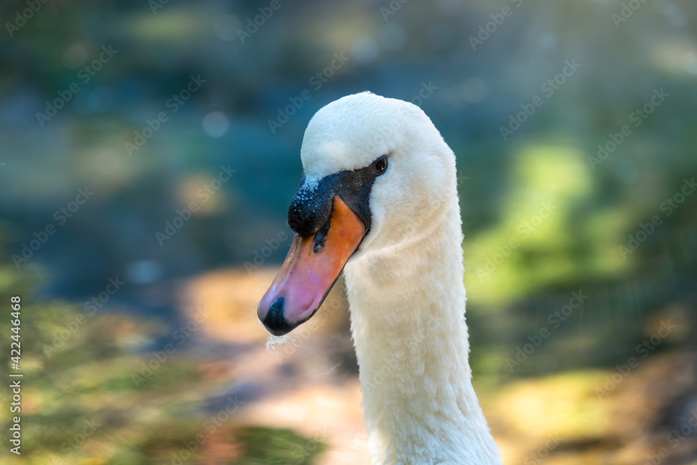 Obraz premium Portrait of a graceful white swan with long neck on green water background.