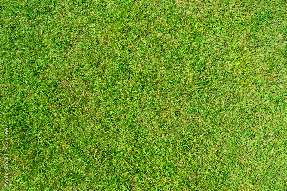 Fototapeta premium Green grass pattern and texture for background.