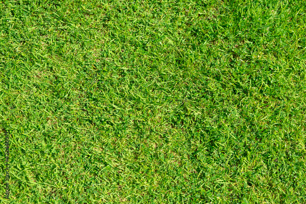 Naklejka Green grass pattern and texture for background. Close-up.