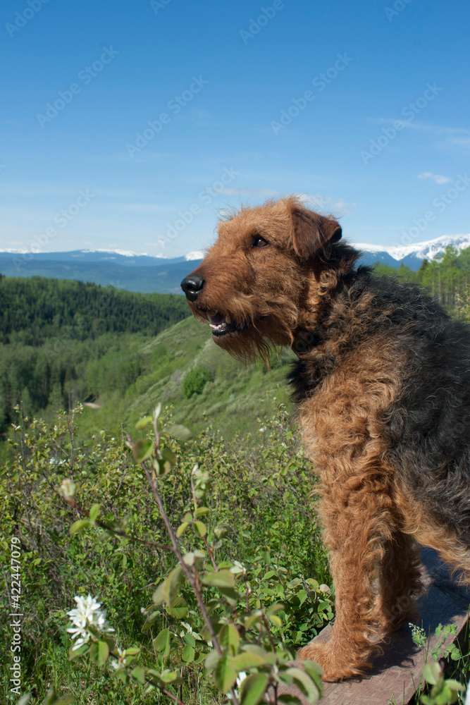 Airedale Terrier - Enjoying the View Airedale Terrier - Enjoying the View