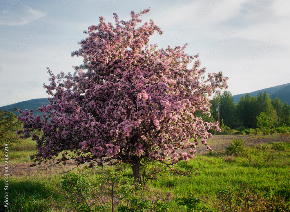 Flowering Apple Tree in Spring