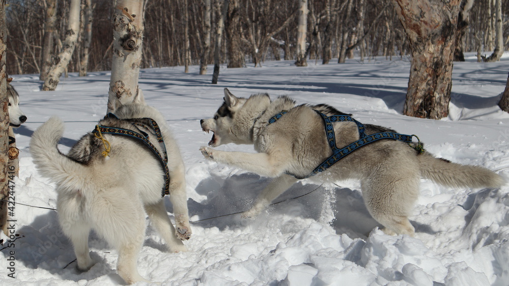 Naklejka premium aggressive husky