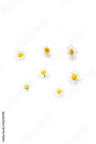 Top view of fresh organic camomile flowers from the garden isolated on a white background
