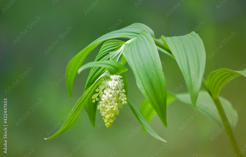 Blooming False Solomon's Seal Blooming False Solomon's Seal