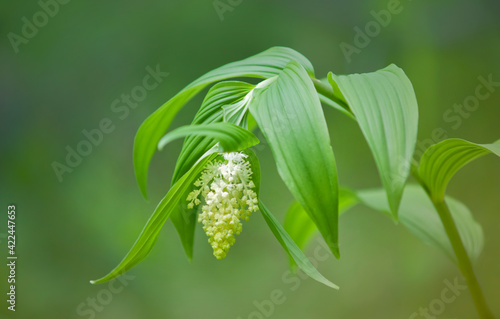 Blooming False Solomon's Seal