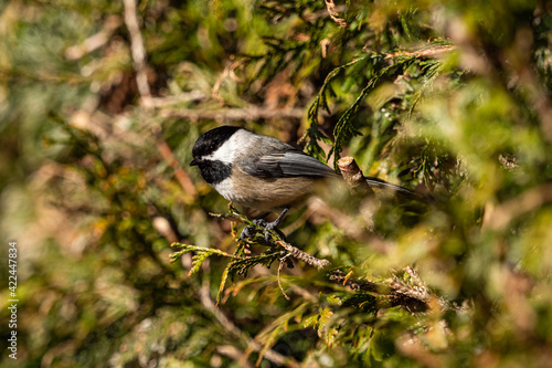 one cute chickadee resting on the green bushes in the park on a sunny day
