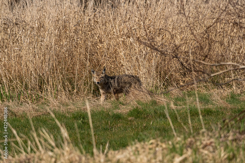 one coyote standing in front of the brown straw field staring at you direction
