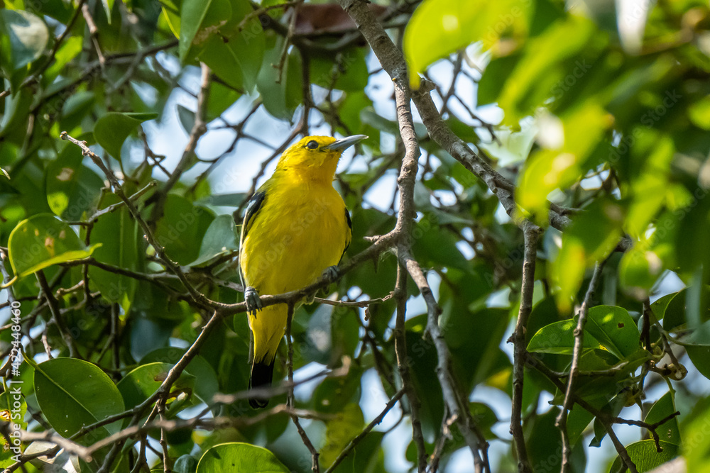 A common iora (aegithina tiphia) on a branch in Kedah Malaysia this song bird found across the tropical india and south east asia. A common iora (aegithina tiphia) on a branch in Kedah Malaysia this song bird found across the tropical india and south east asia.