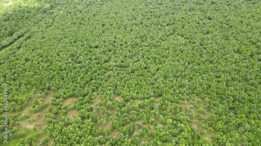 Aerial view of the forest cover in Africa. Green natural forest of Loitokitok Africa Amboseli Kilimanjaro area. Nature in the Loitokitok Kenya Africa. Aerial view of the forest cover in Africa. Green natural forest of Loitokitok Africa Amboseli Kilimanjaro area. Nature in the Loitokitok Kenya Africa.