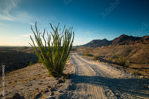 Shade on the OHV Trail