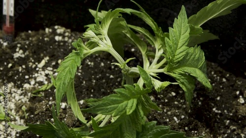 Person Fimming Cannabis Growing In Garden - High Stress Training Technique (HST). - close up photo