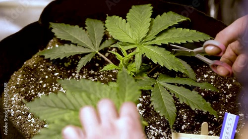 Cutting Fresh Green Leaf Of Marijuana On Pot With Scissors. - close up shot