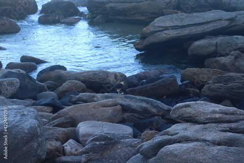 aves buzios rio de janeiro