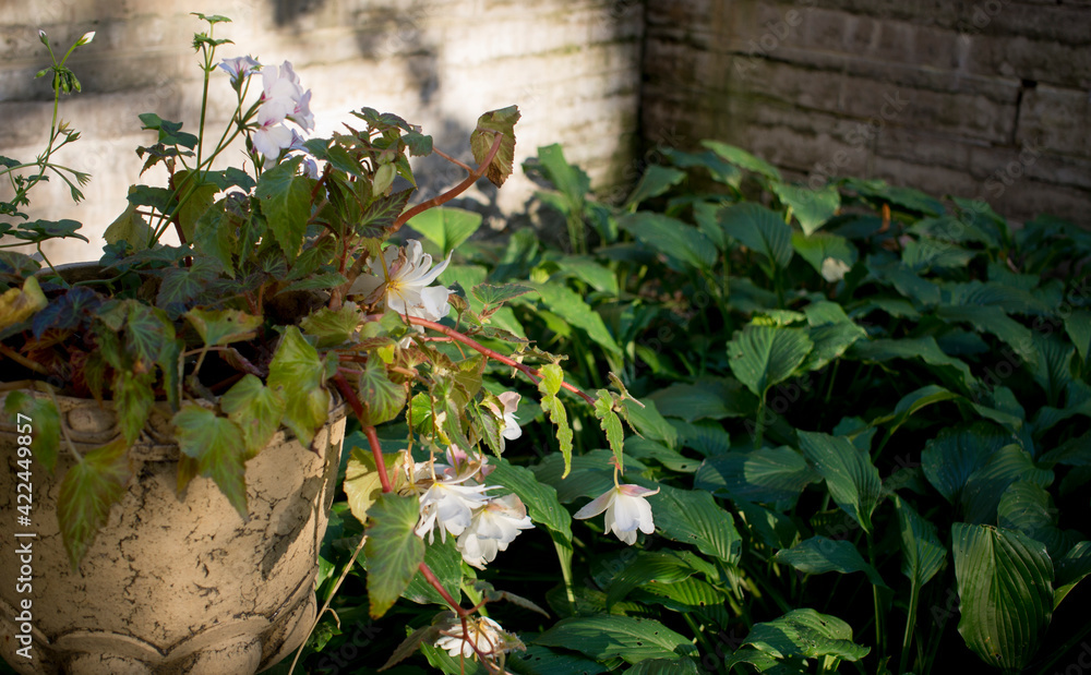 white colored double flowered Begonia at full bloom in an urban garden