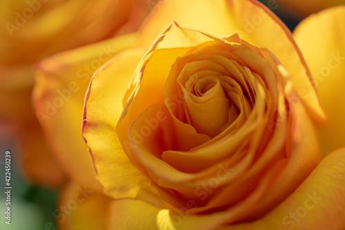 Yellow rose  photos from above on a flower  perfect for a postcard